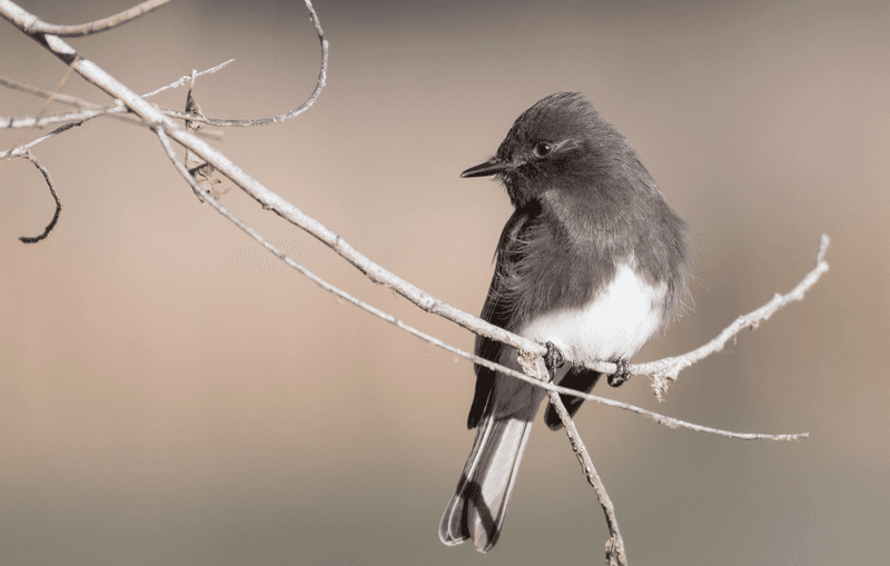 Black Phoebe