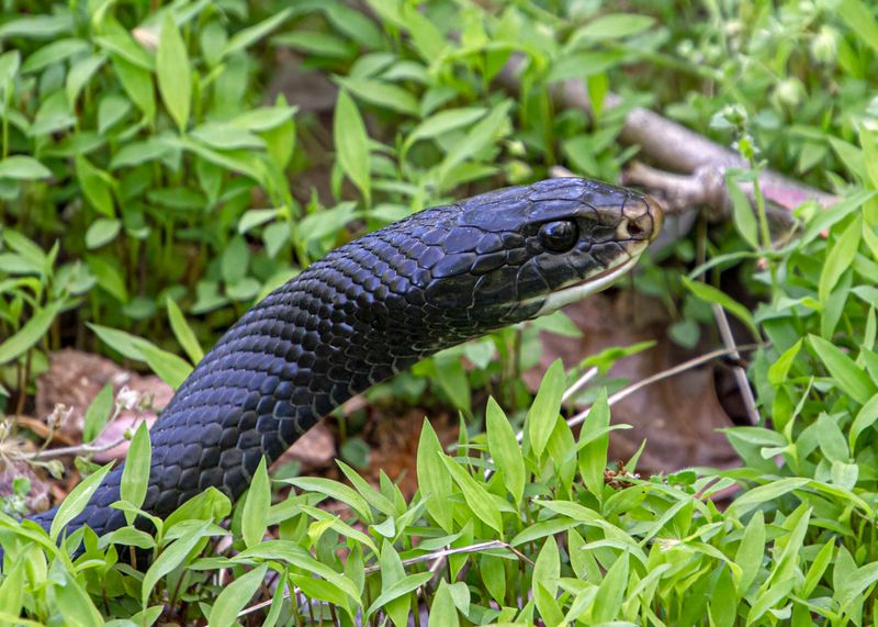 Black Racer