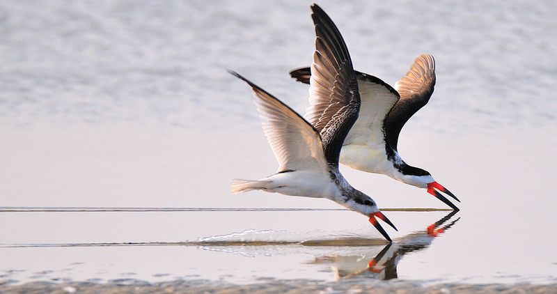 Black Skimmer