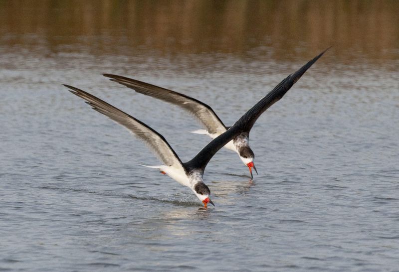 Black Skimmer