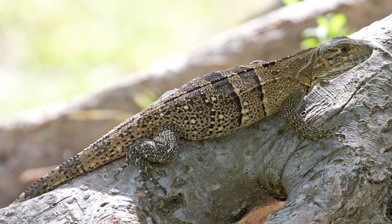 Black Spiny-tailed Iguanas