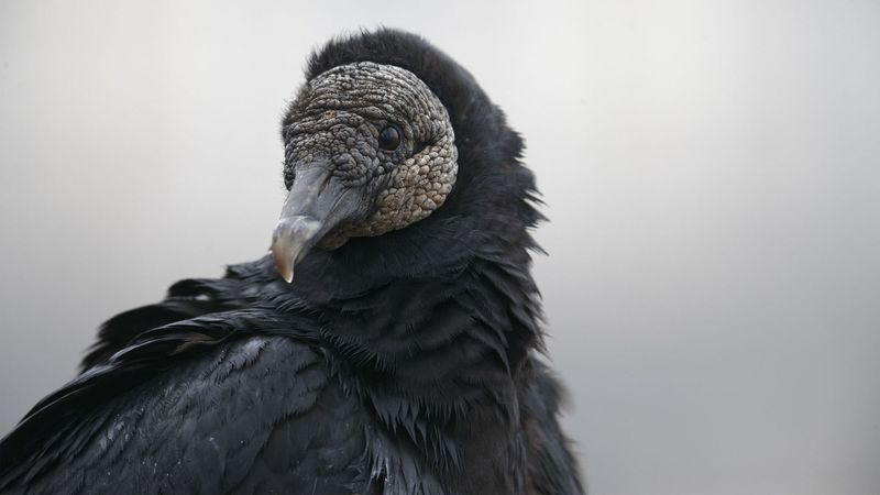 Black Vulture