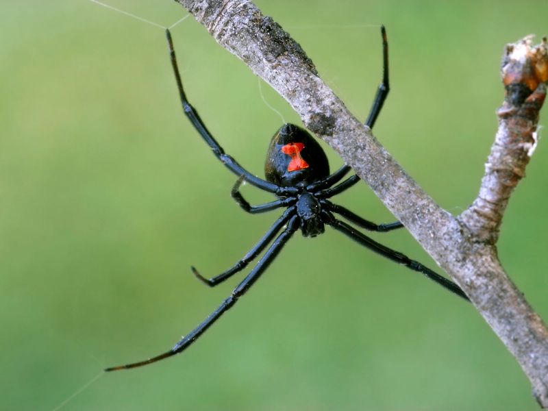 Black Widow Spider