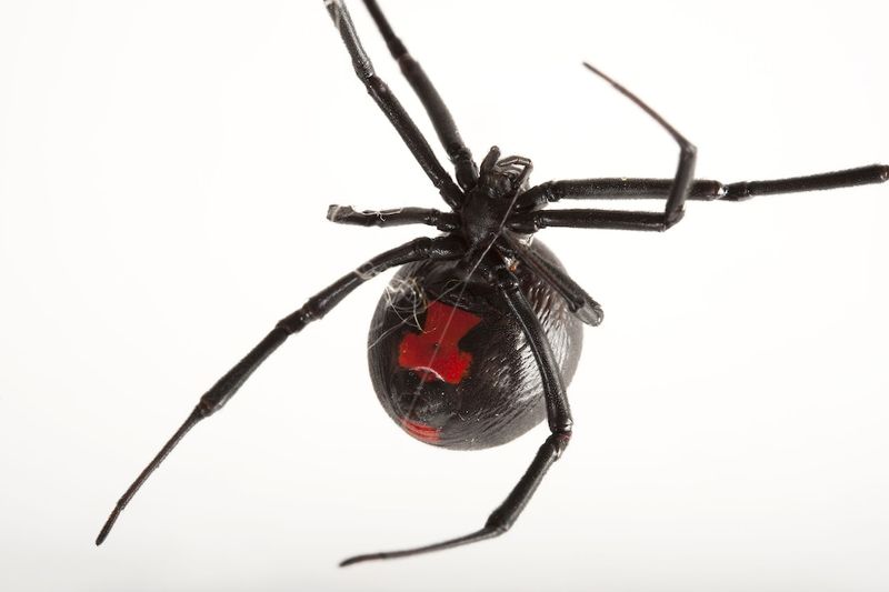 Black Widow