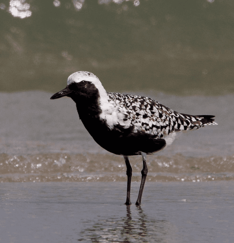 Black-bellied Plover