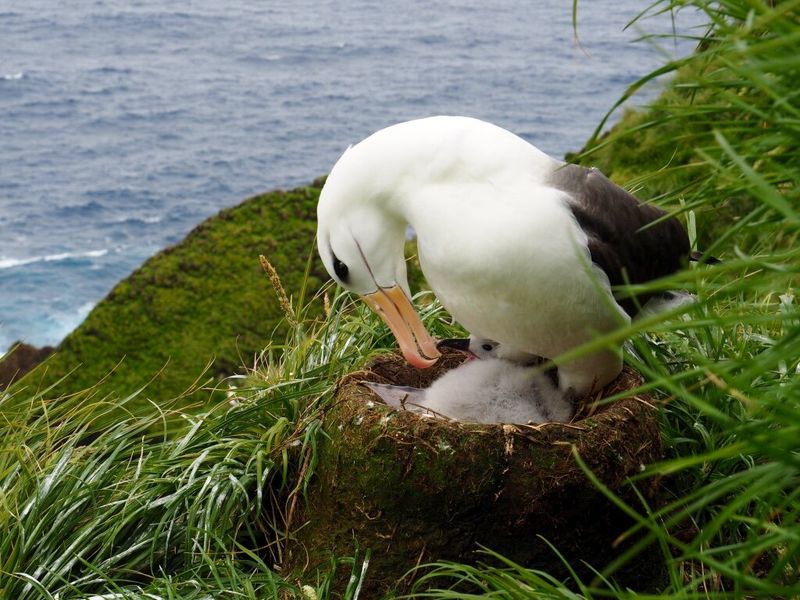 Black-browed Albatross