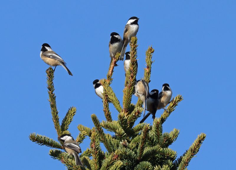 Black-capped Chickadee