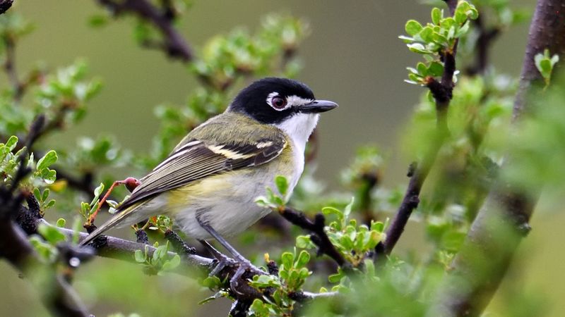 Black-capped Vireo