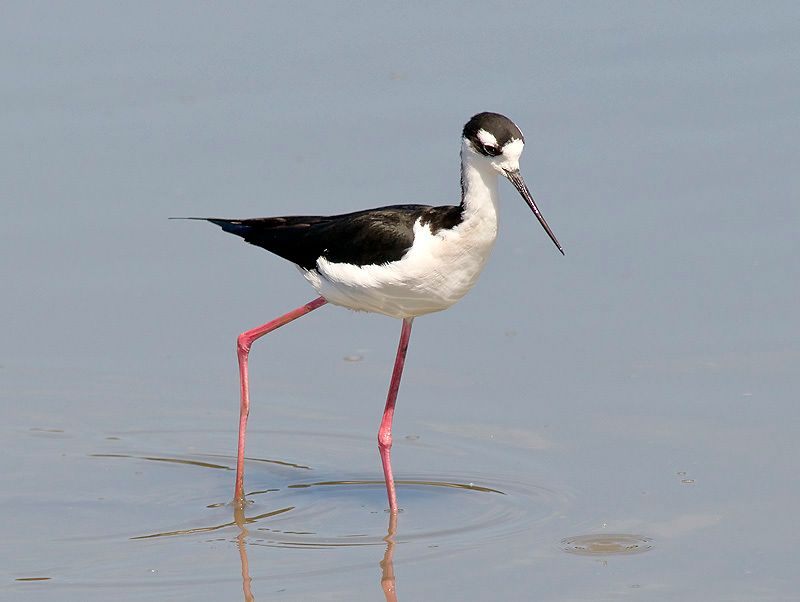 Black-necked Stilt