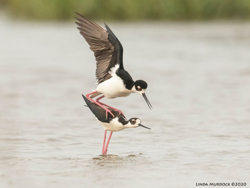 Black-necked Stilt