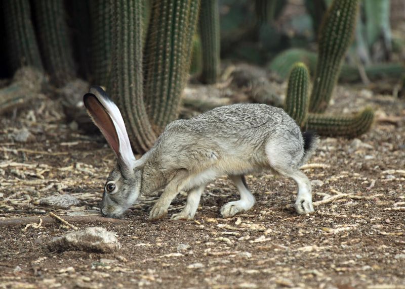 Black-tailed Jackrabbit