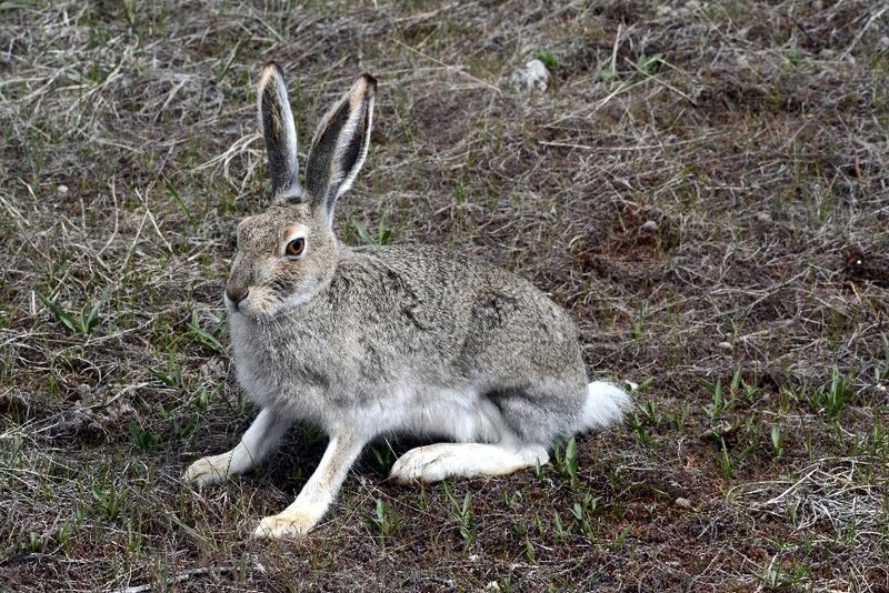 Black-tailed Jackrabbits