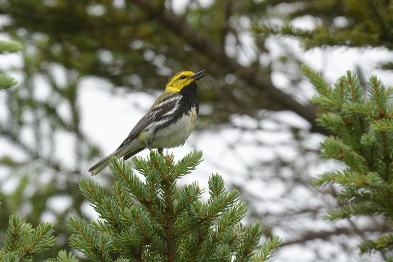 Black-throated Green Warbler