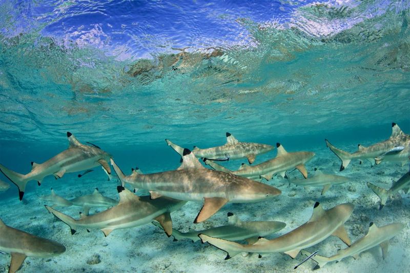 Blacktip Reef Shark