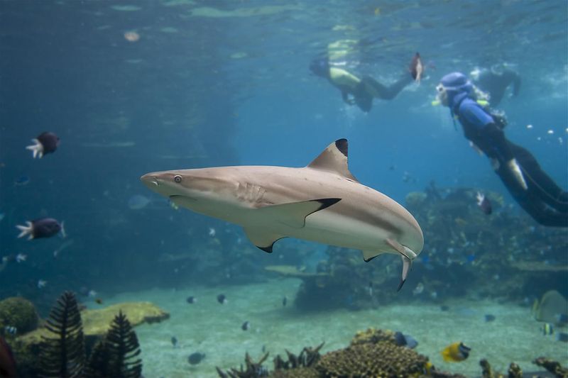 Blacktip Shark