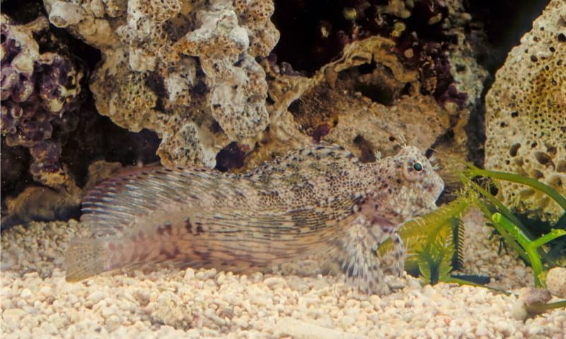 Blenny Fish