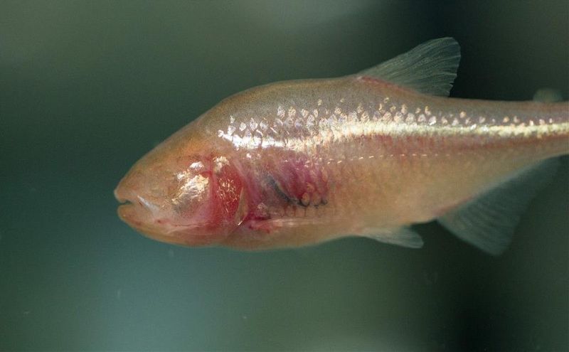 Blind Cavefish