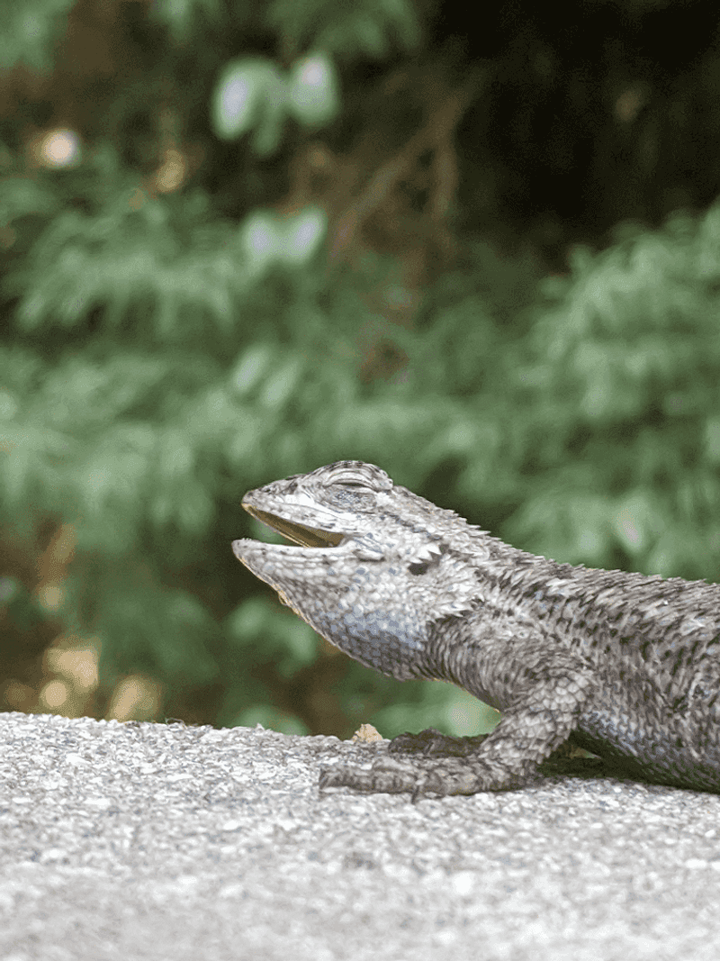 Blissful Sunbathing in Lizards