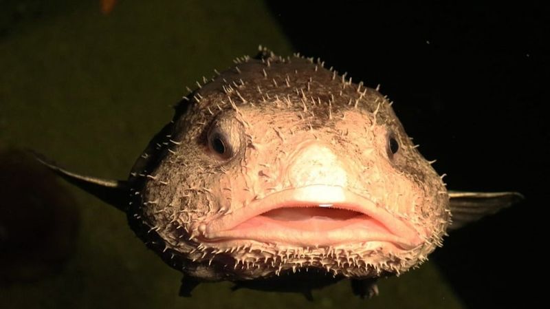 Blobfish