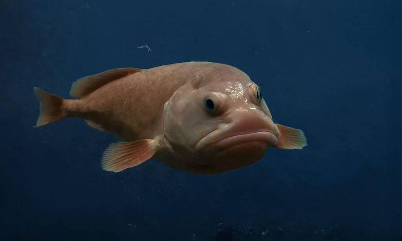 Blobfish