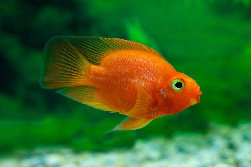 Blood Parrot Cichlid
