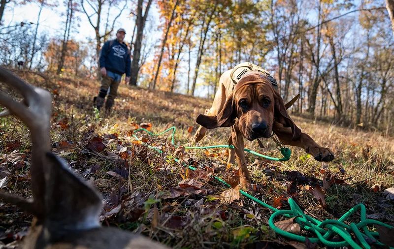 Bloodhound
