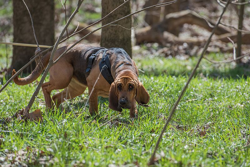 Bloodhound