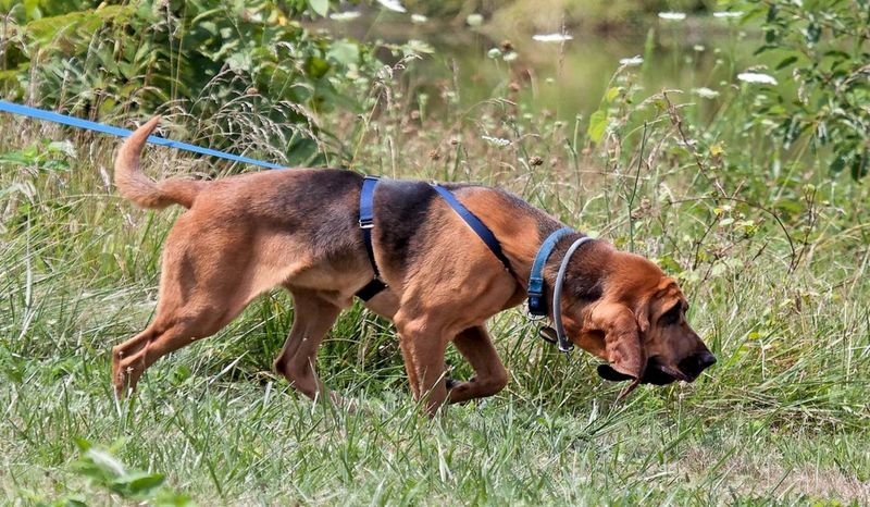 Bloodhound