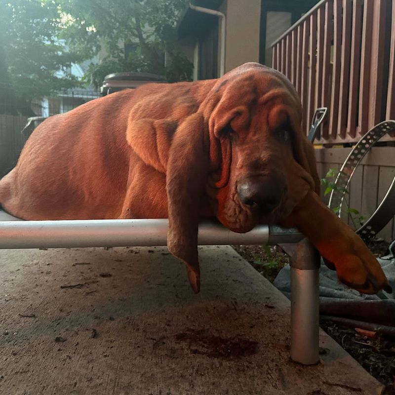 Bloodhound