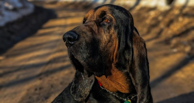Bloodhound