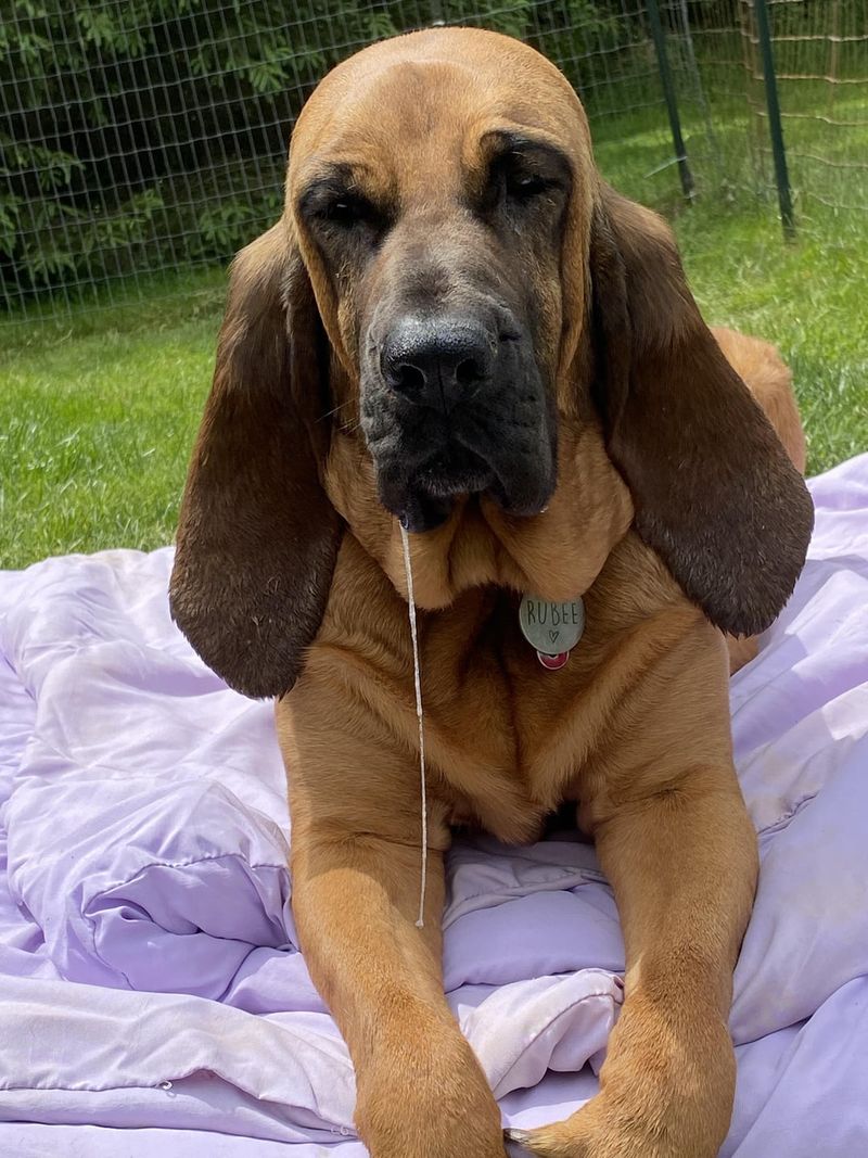 Bloodhound