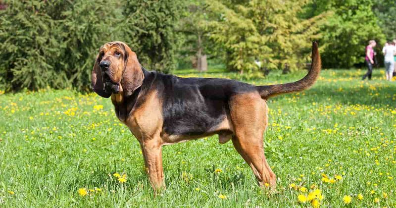 Bloodhound