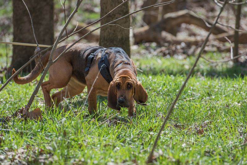 Bloodhound