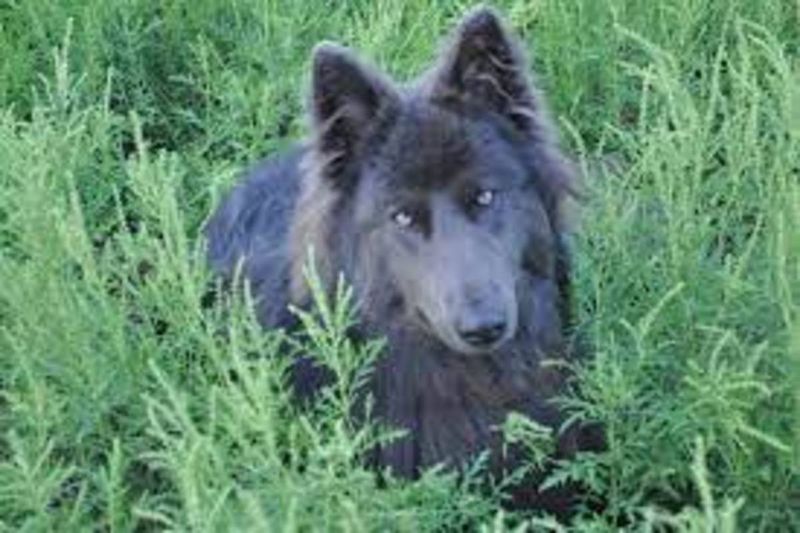 Blue Bay Shepherd