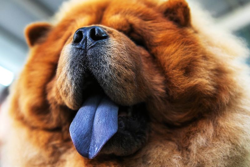 Blue-Black Tongue