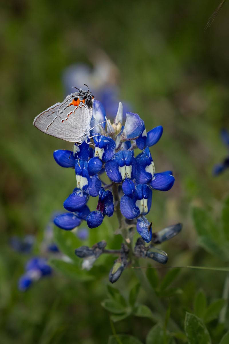 Blue Bonnet