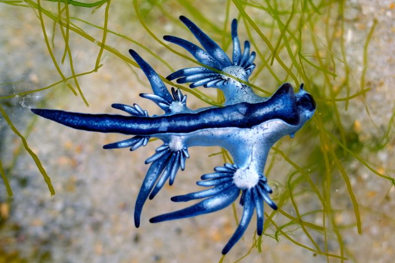 Blue Dragon Sea Slug