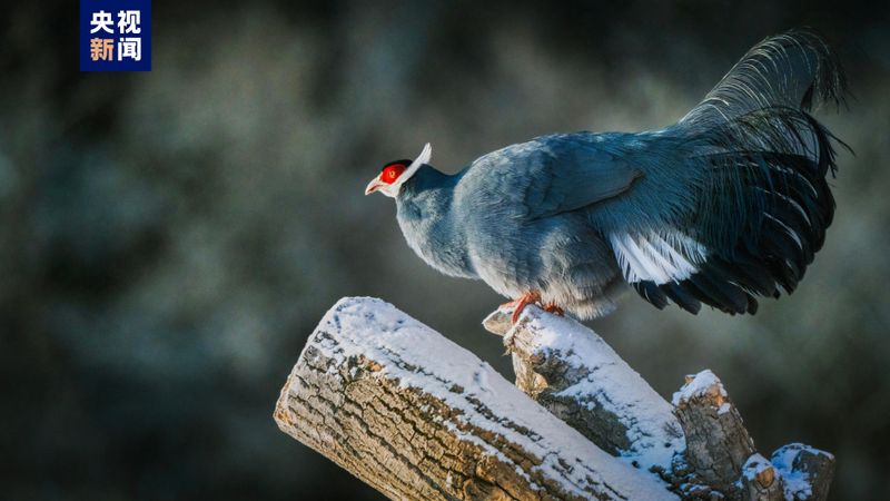 Blue Eared Pheasant