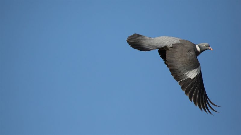 Blue Grouse