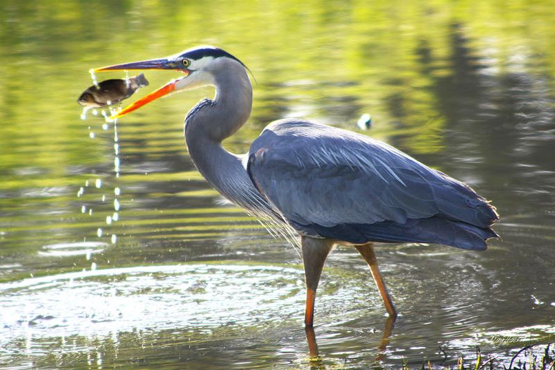 Blue Heron