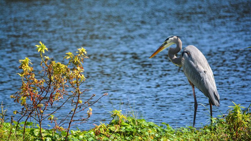 Blue Heron