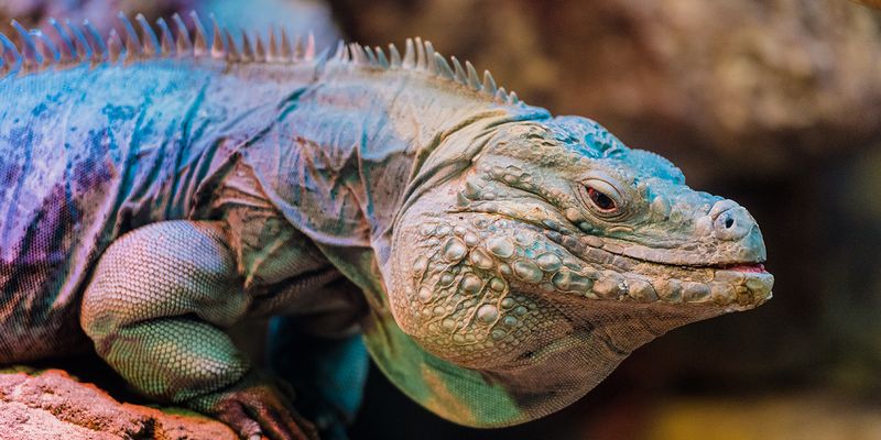 Blue Iguana