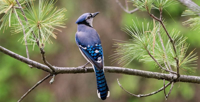 Blue Jay