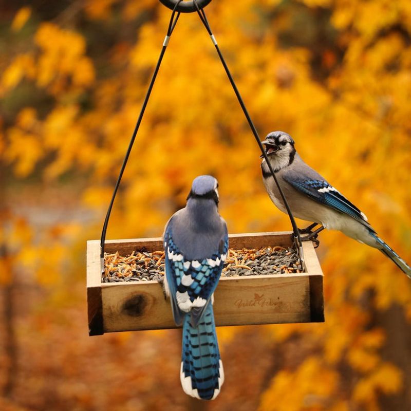 Blue Jay
