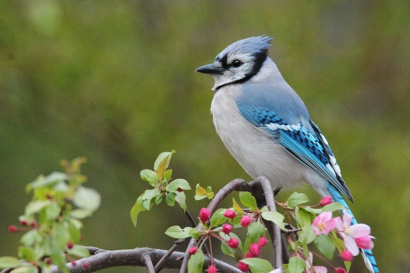 Blue Jay