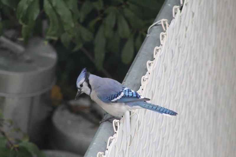 Blue Jay