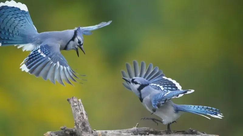 Blue Jay
