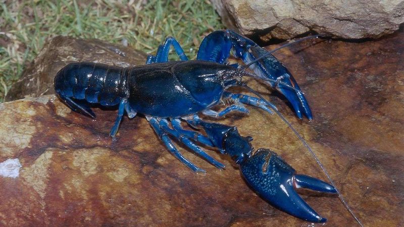 Blue Lobster