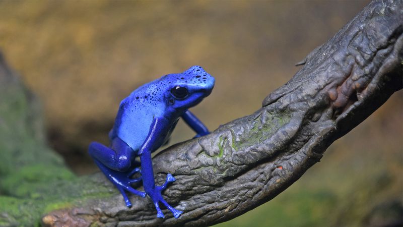 Blue Poison Dart Frog