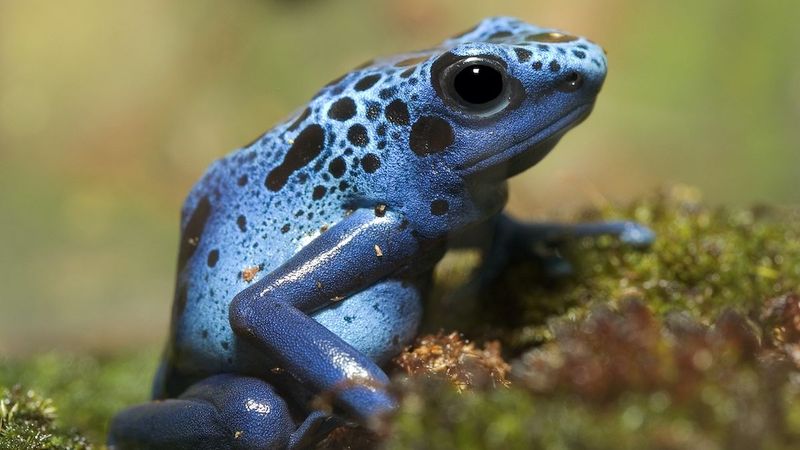 Blue Poison Dart Frog